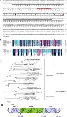 Halostachys caspica pathogenesis-related protein 10 acts as a cytokinin reservoir to regulate plant growth and development